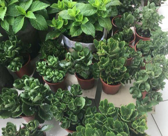 叶片|长寿花“半死不活”僵一年3点大营救,浇点促花肥,花苞挤满盆