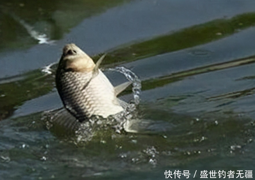 台钓中不同钓法的浮漂技巧，钓法的变化浮漂是基础——盛世三渔