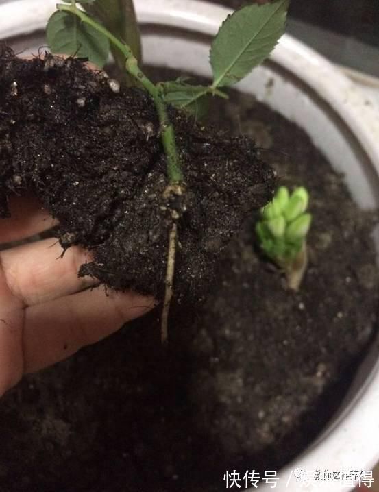 扦插|学会这种扦插法,2周生根,插什么活什么,太简单了!