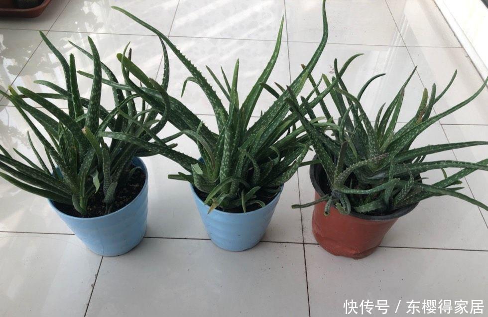 爆盆|2种很耐旱皮实的“小绿植”,不用勤浇水、容易群生、很美