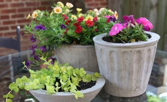 养花离不开花盆,家里有这几种花就用小盆养,根系壮呼呼爆盆