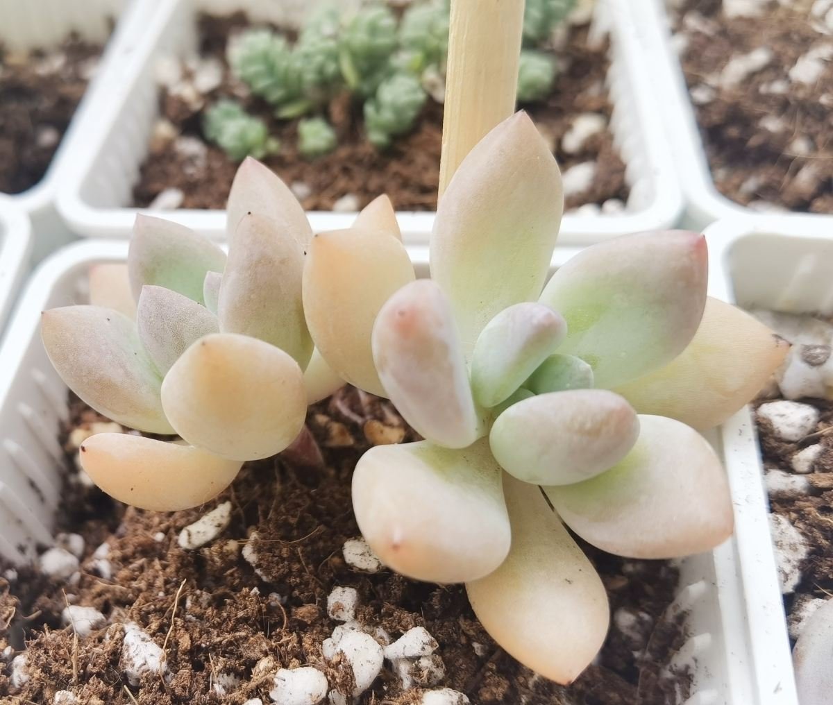 叶片|多肉到了秋天,不注意4个“必须”,今年难出好状态