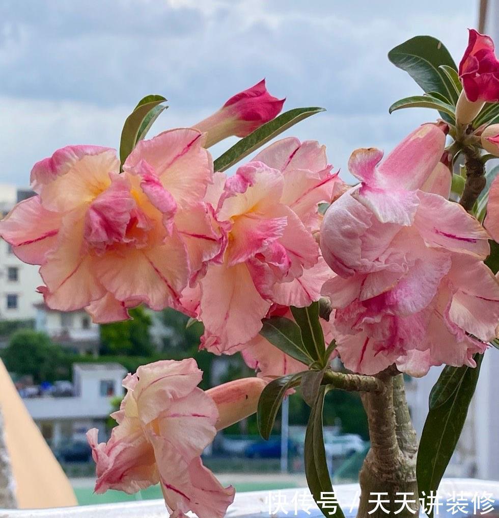 鲜艳|适合夏天养的“4种花”，越晒太阳，花越多越鲜艳越美丽