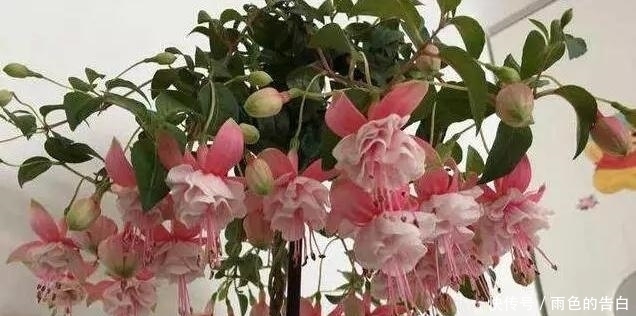 这6种花,花期超长,养一盆在家,4季有花赏,真正的盆栽佳品!