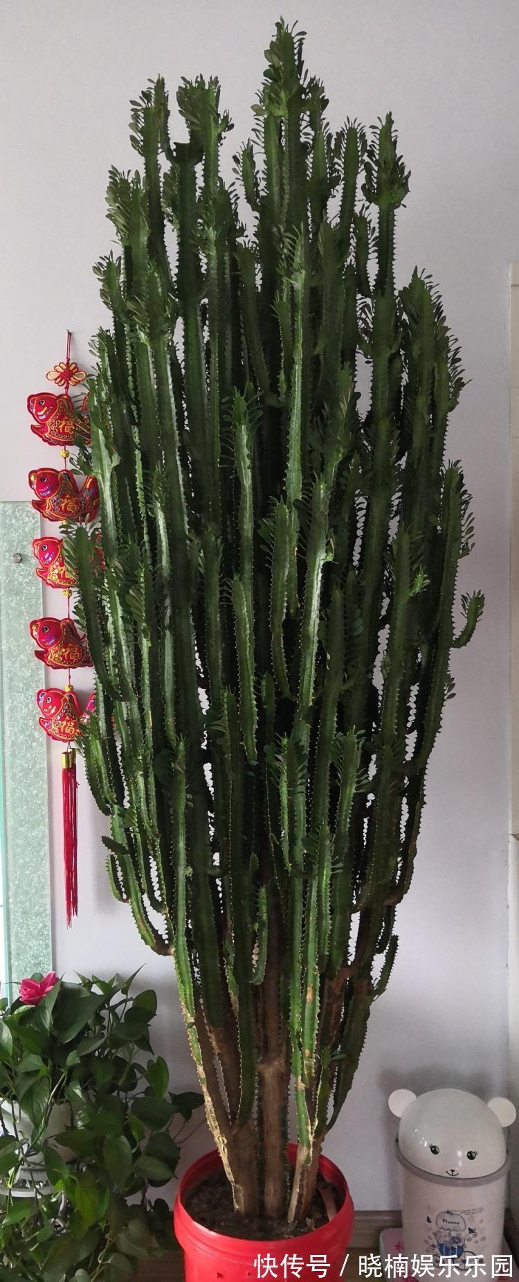 客厅见树,后代富足,7种“吉利树”,随便养一盆,养人又旺家