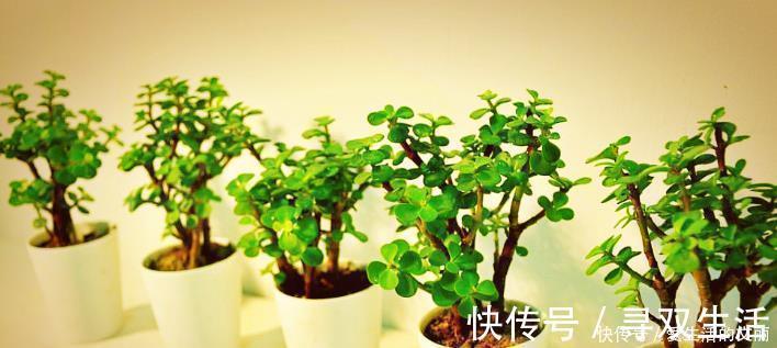 金枝玉叶|金枝玉叶剪根枝,插到土里就成活,1年长成小老桩,只需1个小技巧