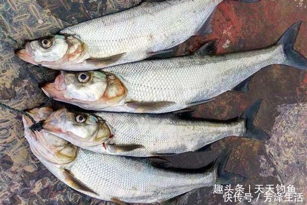 铅头|泥鳅钩钓翘嘴方法,民间钓大翘嘴第一杀招,米级翘嘴不难钓