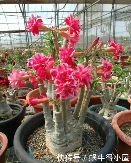 懒人|3种懒人花,根系露一半,浇水懒一些,越长越好看,值得拥有!