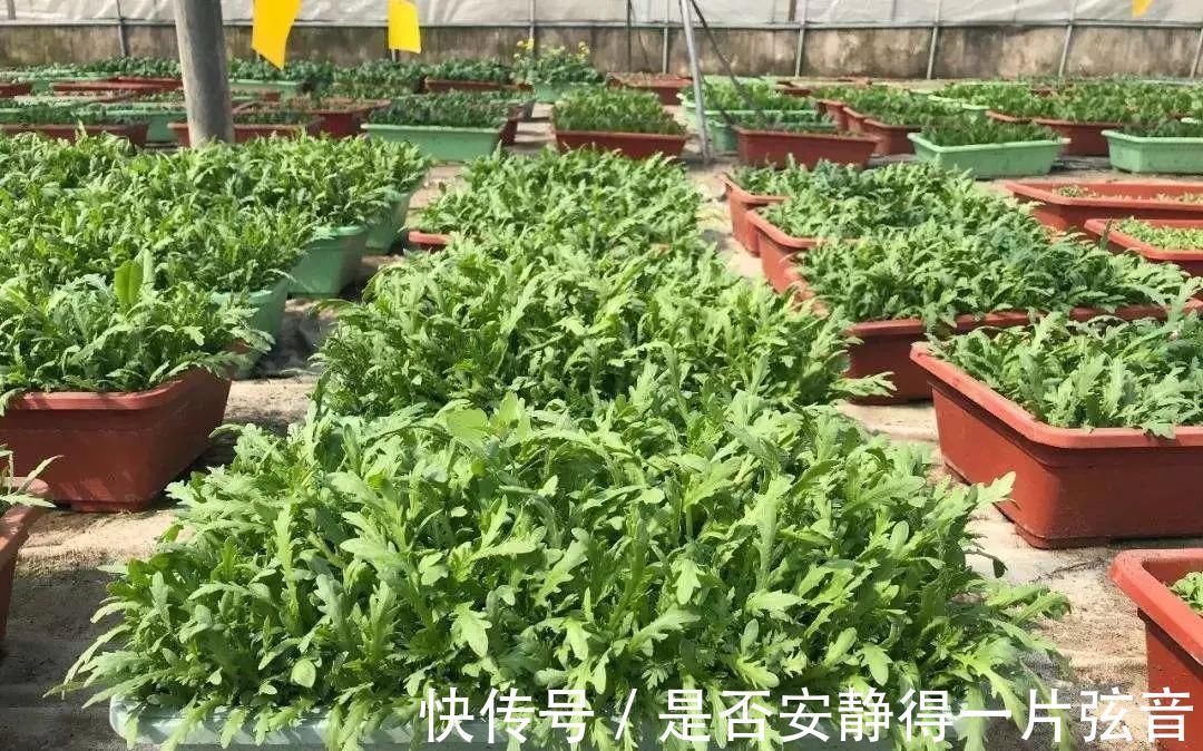 茼蒿|阳台就是大菜园，这6种蔬菜都能种，一年不用买菜，全家都够吃