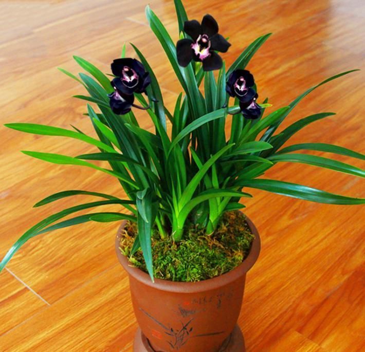 兰花|被抢购一空的兰花,绿杆紫花,叶片油亮,兰香扑鼻,比牡丹要美