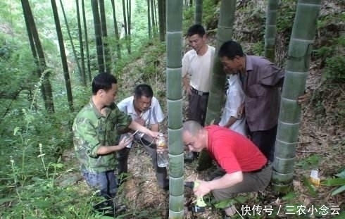  说话|俗语: “铁树开花哑巴说话;竹子开花马上搬家”, 真有这么玄乎?