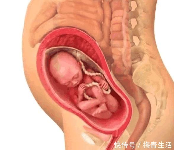 大脑|胎儿大脑发育的三个“黄金期”,孕妈妈注意营养补充,宝宝更聪明