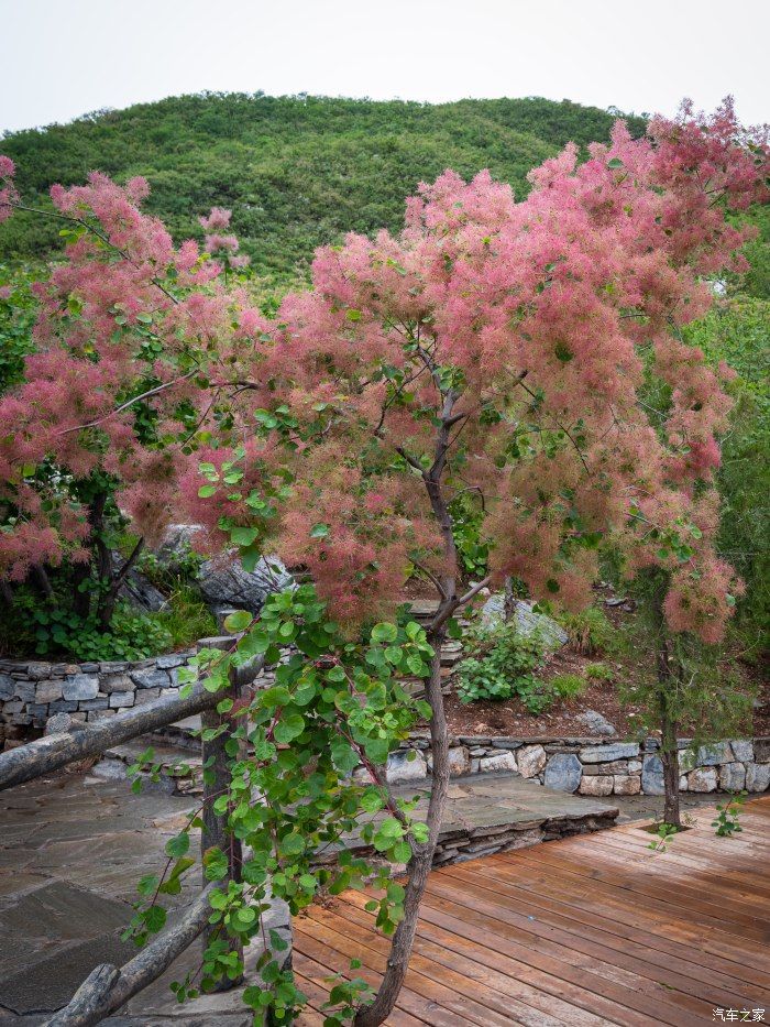 粉红|【郊野行摄】春风拂面，黄栌花开---雨中游京西幽岚山