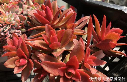 品种|老花匠养多肉7年,总结出4个耐热耐晒品种,安全度夏适合新手