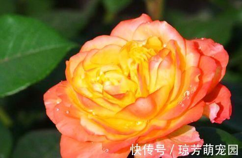 喜欢玫瑰，不妨养盆“珍奇品种”宠爱小姐，花身金黄，立体感十足