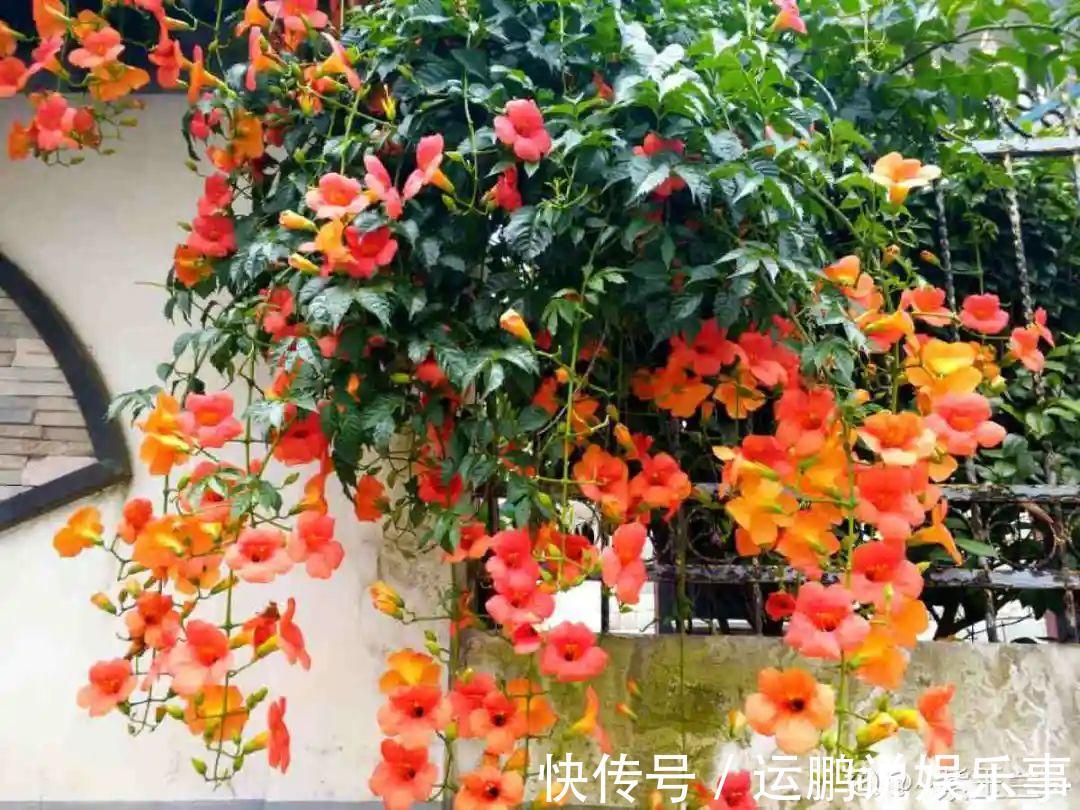 三角梅|30种夏天花,热不死、晒不死,大半年都开花,还没病虫害