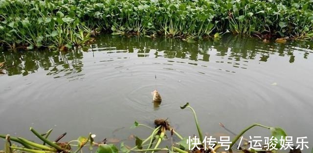 虽说钓鱼要钓草,但并不是所有的草都适合,尤其是这几个!