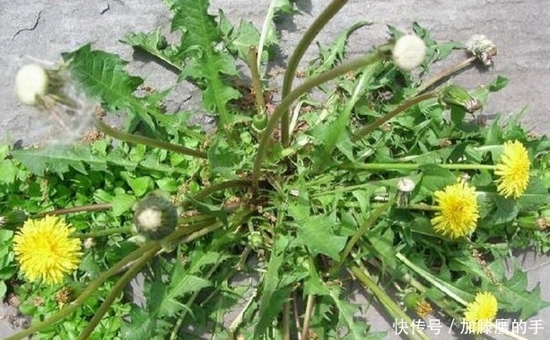 蒲公英泡水“四大好处”“三个不喝”都要知道,切忌盲目从众