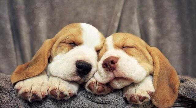 圣人@“天地不仁，以万物为刍狗”，是什么意思？大多数人都理解错了