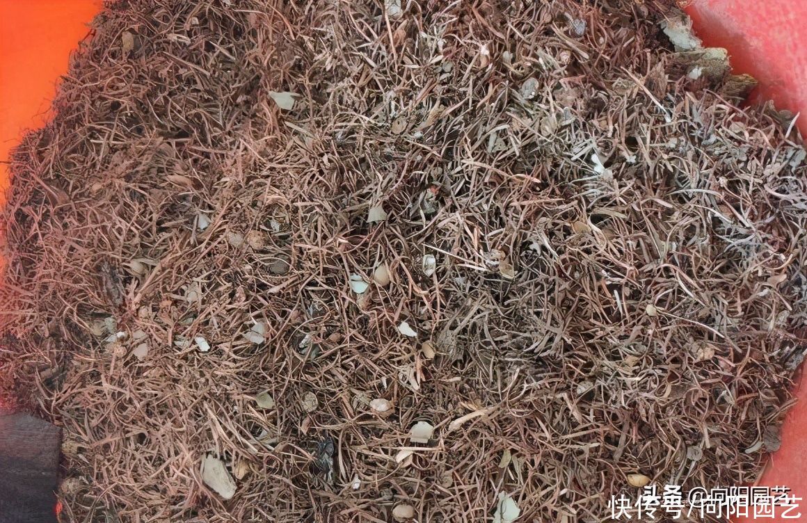 立春过后养花，自己学会配土，有机质含量高，种月季很好用