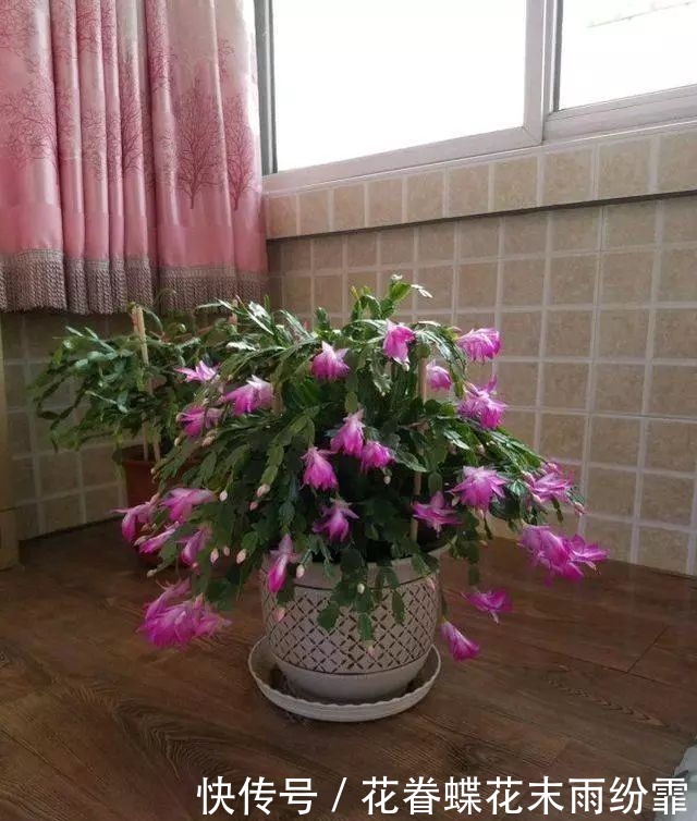 蟹爪兰叶子又软又薄老爸用4招,软叶立起来,咔咔就爆盆