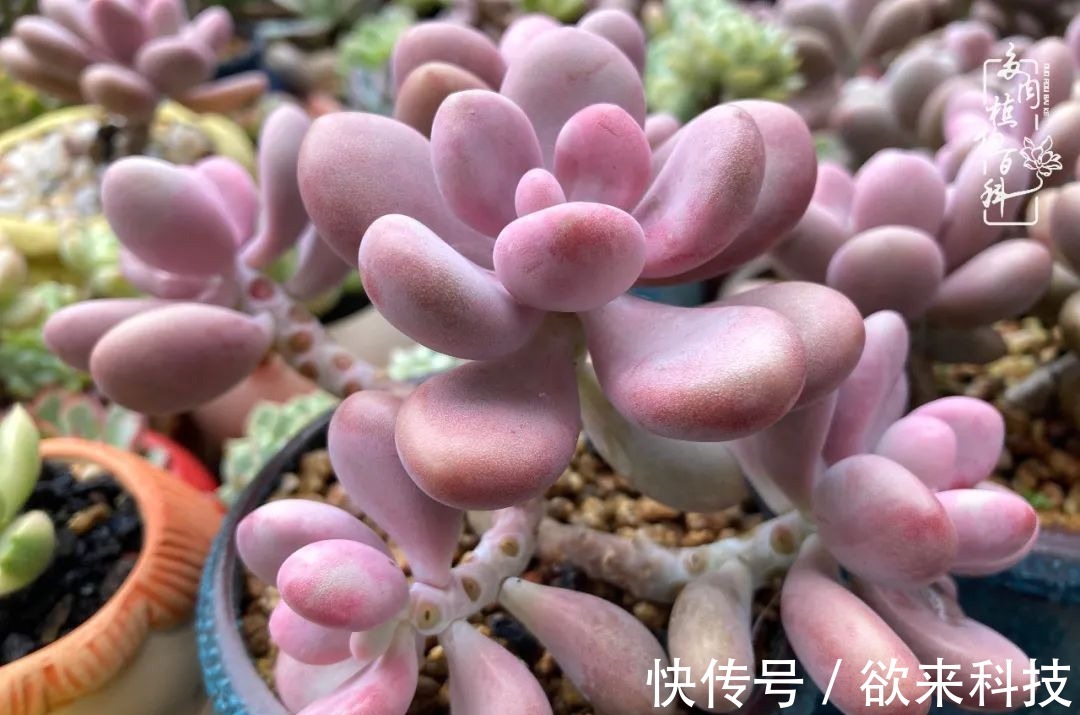 柴米油盐的日子,养几盆多肉吧,为生活添几抹色彩!