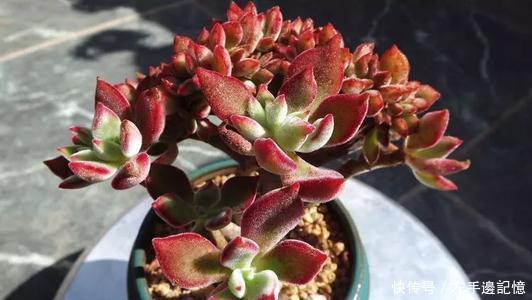 养多肉锦晃星,做好4件事,长成小老桩,养成小精灵