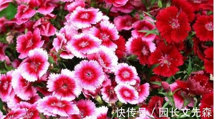 绿萝|4种花养家里,开花又大又艳,比牡丹美,比绿萝好养!