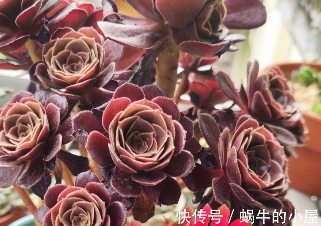 绯花玉|夏天养多肉就养“3种”,照样生长,不停开花,很皮实漂亮