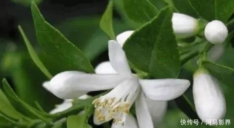 小疙瘩|抿紧下巴后突起的“白疙瘩”,千万要注意,这是螨虫的真身吗