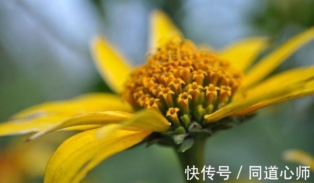 爱情生活|往后6天，旧情难忘，痴情泛起，再次相遇，终于复合，此生为你