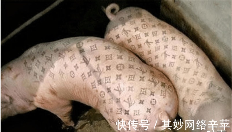 活猪|比利时男子给活猪纹身,猪皮被香奈儿做成限量版包,轻松赚50万