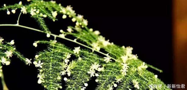 万能肥|养花“万能肥”,路边捡几块,分分钟让文竹、吊兰“爆盆”