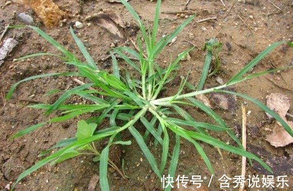 牛筋草|提个醒在田间地头遇见此野草，记得要拔回家，现在知道还不晚