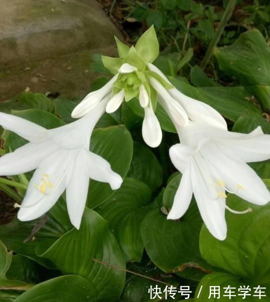 10种花特耐寒,零下5度也能养,冬天也有花看!