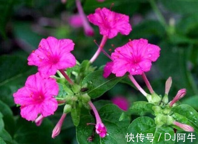 紫茉莉|此花傍晚时盛开,娇艳的花朵散发出阵阵诱人的芳香,寓意为成熟美