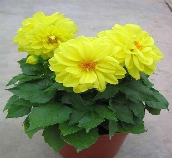 档次|立秋后,这2种档次花,摆在家里观赏性强,一直开花到初冬