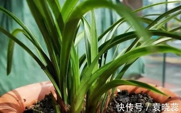 透水|兰花浇水有讲究,浇半截水还是浇透水,究竟怎么掌握?