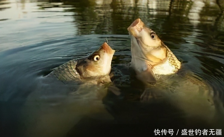 鲤鱼|夏季野钓鲤鱼,有这么一套“黄金搭”档就够了!——盛世三渔
