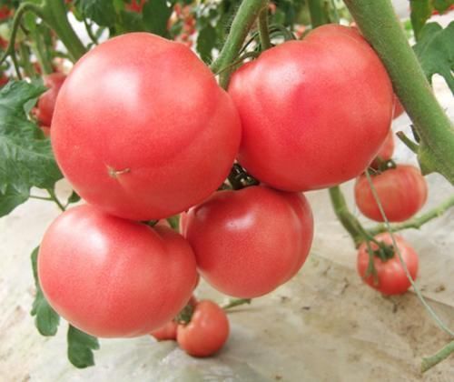 西红柿别只会炒鸡蛋,这么做一周三次吃不腻,简单好做营养足