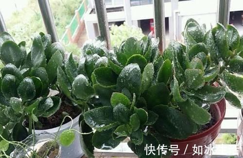 养长寿花，将“4忌4喜”进行到底，爆盆开花只是分分钟的事情