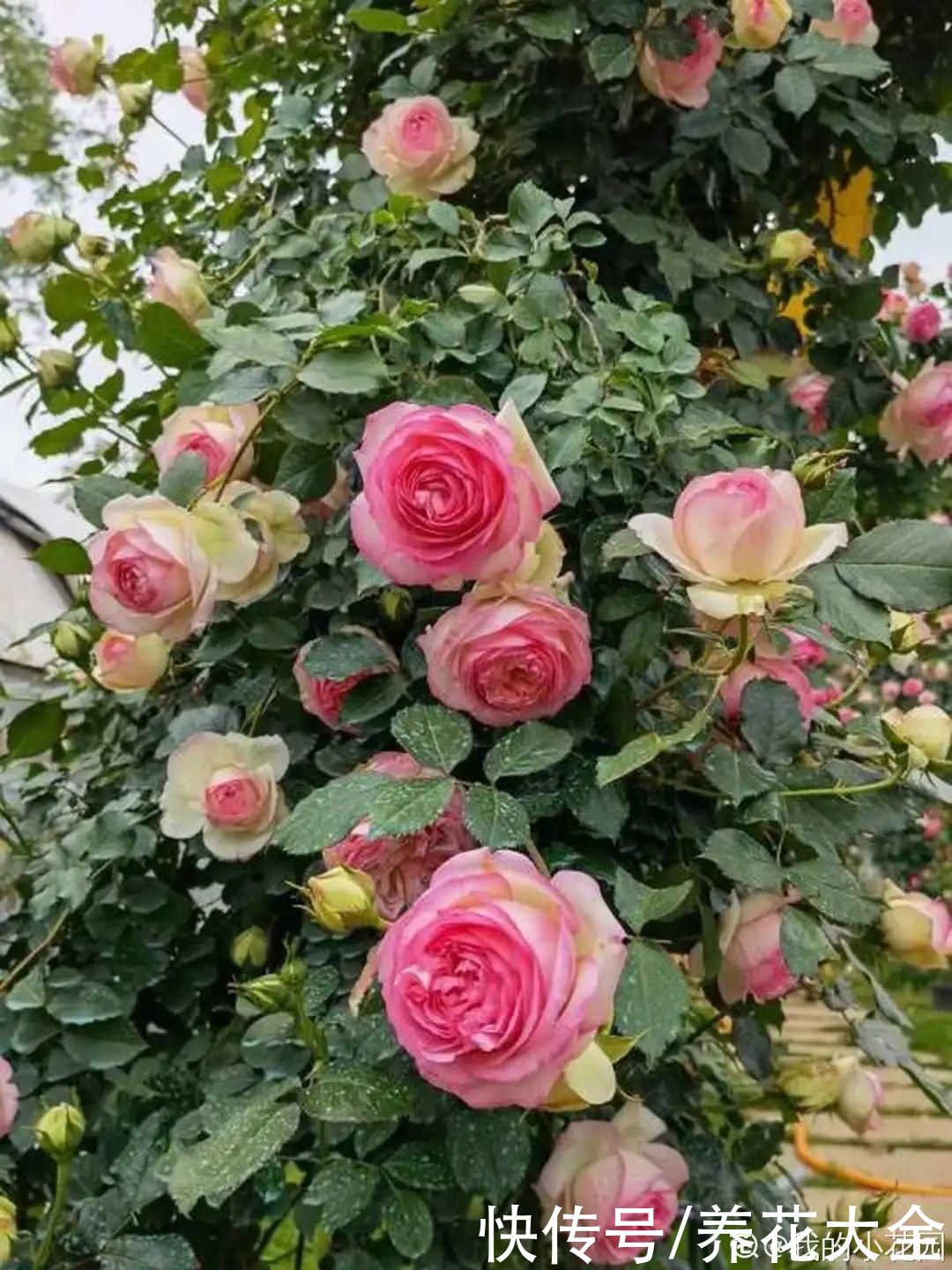 月季|8种花，现在快施肥，秋天开出满树花
