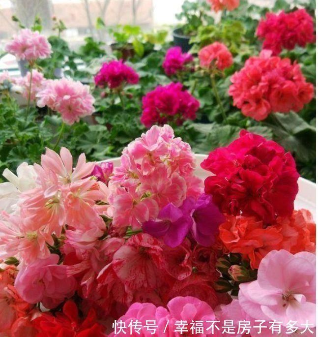 天竺葵|卧室就养几种花，改善睡眠质量，空气清新，好养又好看