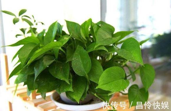 培养土|4种植物''爱喝酒''往培养土里倒点，植株蹭蹭疯长、轻易爆盆