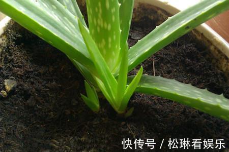 浇水|芦荟一直瘦瘦的,喂点“零食”爱蹿个,新芽也能长不停!