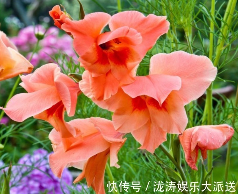 4种花“超漂亮”，个个美的出奇，花量大花期长，给点水就疯长！