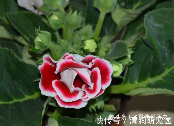 此花颜色艳丽，花枝妖娆美的像是一幅画，寓意着欲望和美丽