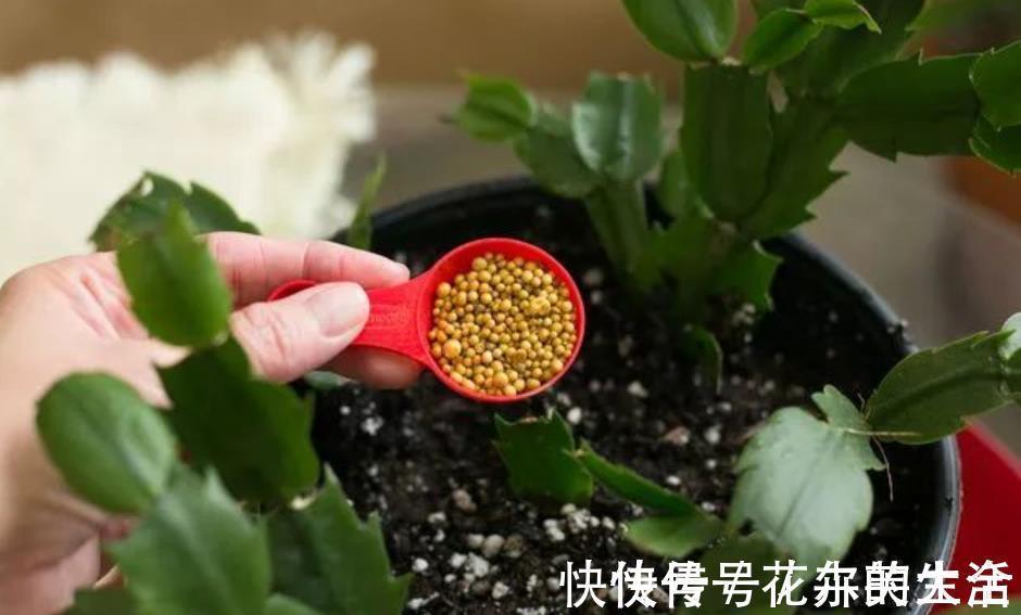 修剪|花卉养不活?5个坏习惯在作祟,不戒掉啥花都养不好,你中了几条