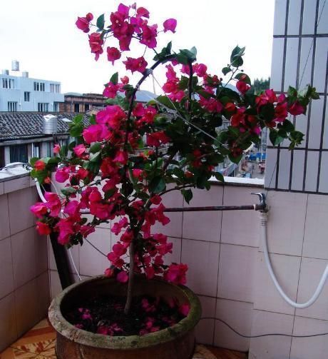 三角梅最好养，只需每月倒点“它”，还“剪几刀”，轻松开爆盆！