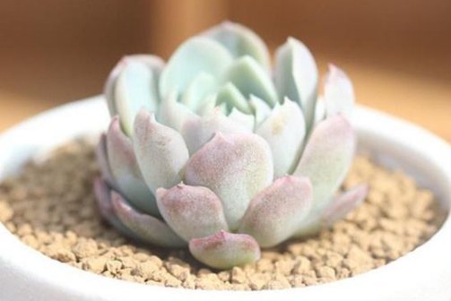 最好养的这些多肉植物,越懒越心动,养开后肉嘟嘟的可爱